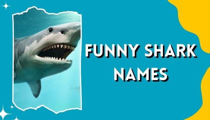 Funny Shark Names