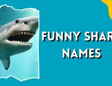 Funny Shark Names